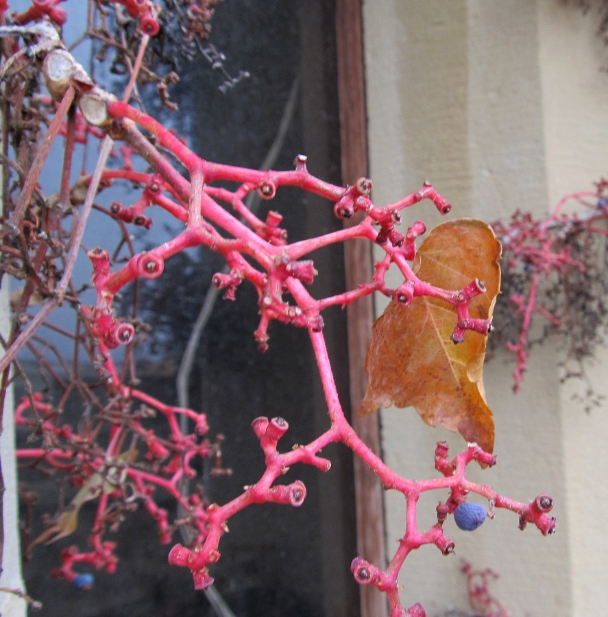 Image of Parthenocissus tricuspidata specimen.
