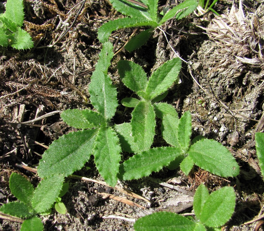 Image of Carduus crispus specimen.