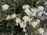 Semenovia dissectifolia