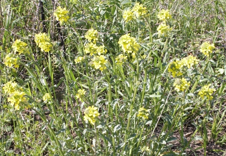 Image of Erysimum cuspidatum specimen.