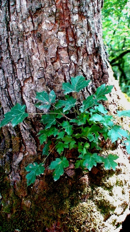 Image of Acer campestre specimen.