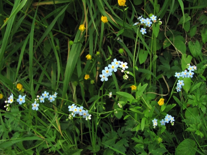 Изображение особи Myosotis palustris.