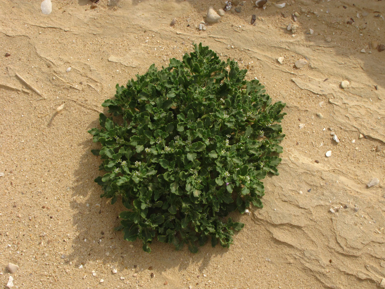 Image of Anastatica hierochuntica specimen.