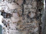 Betula