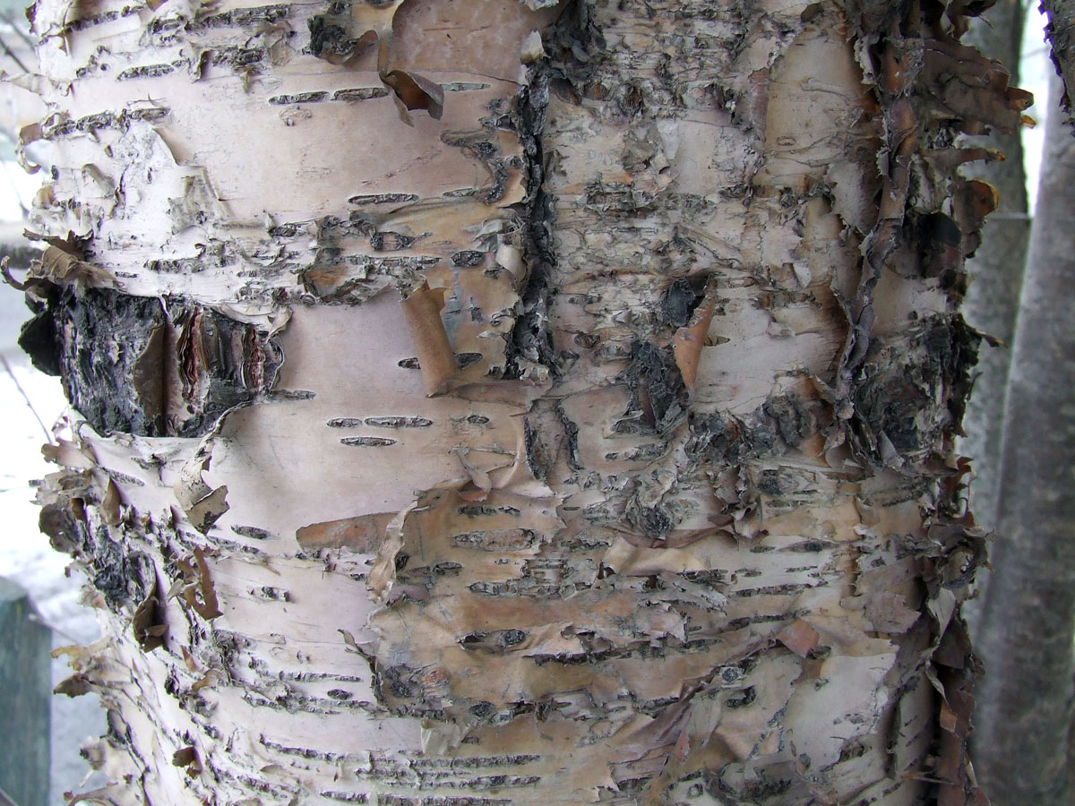 Image of genus Betula specimen.