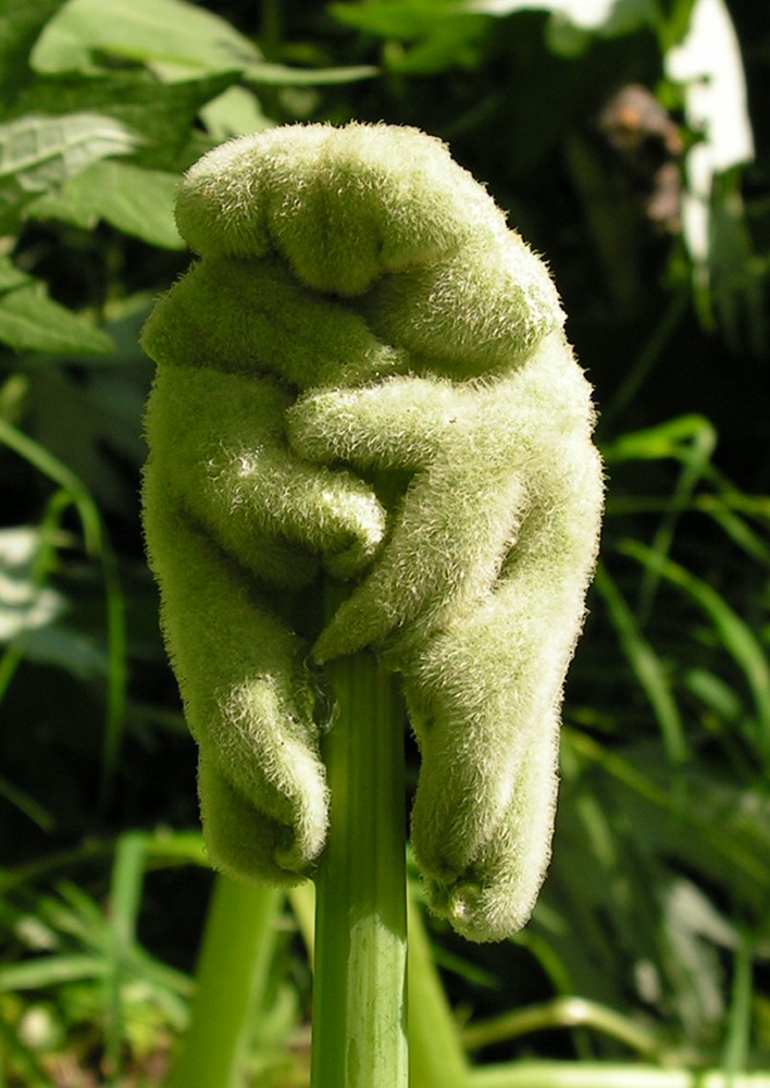 Image of Petasites tatewakianus specimen.