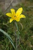 Tulipa kolpakowskiana