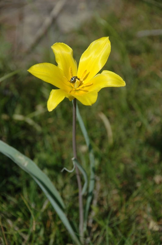 Image of Tulipa kolpakowskiana specimen.