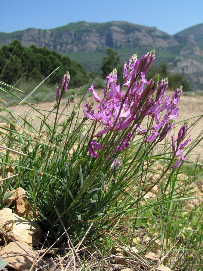 Изображение особи Polygala major.