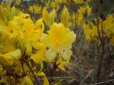 Rhododendron luteum