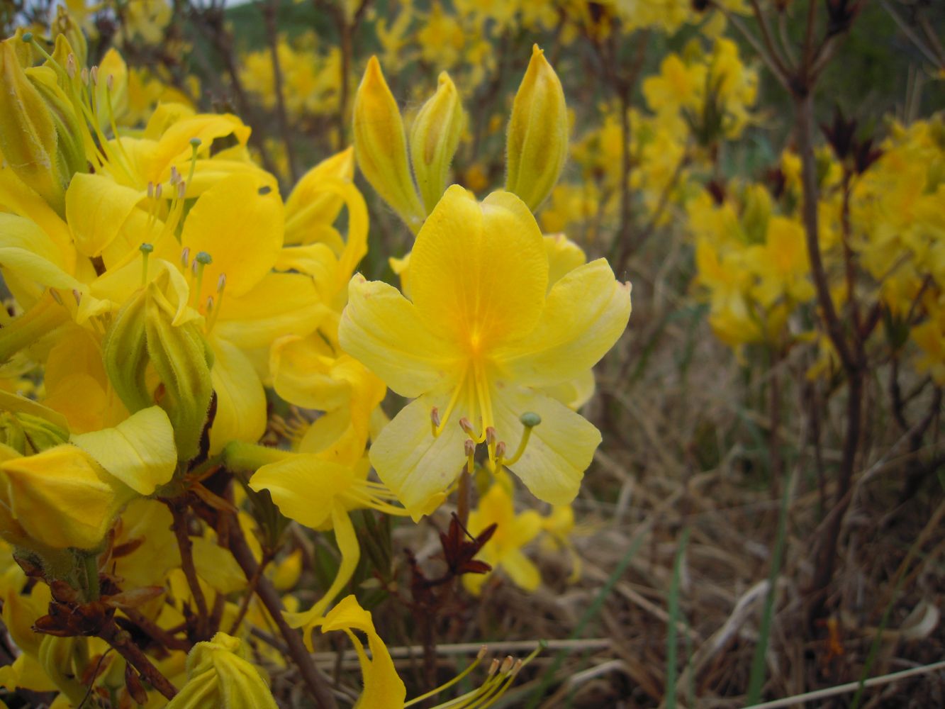 Image of Rhododendron luteum specimen.