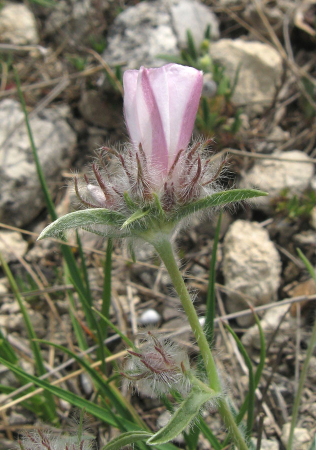 Image of Convolvulus tauricus specimen.