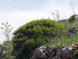 Image of taxon representative. Author is Борис Снег