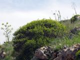 Euphorbia hierosolymitana. Цветущее растение. Израиль, Горы Гильбоа, скалистый склон. 26.03.2011.