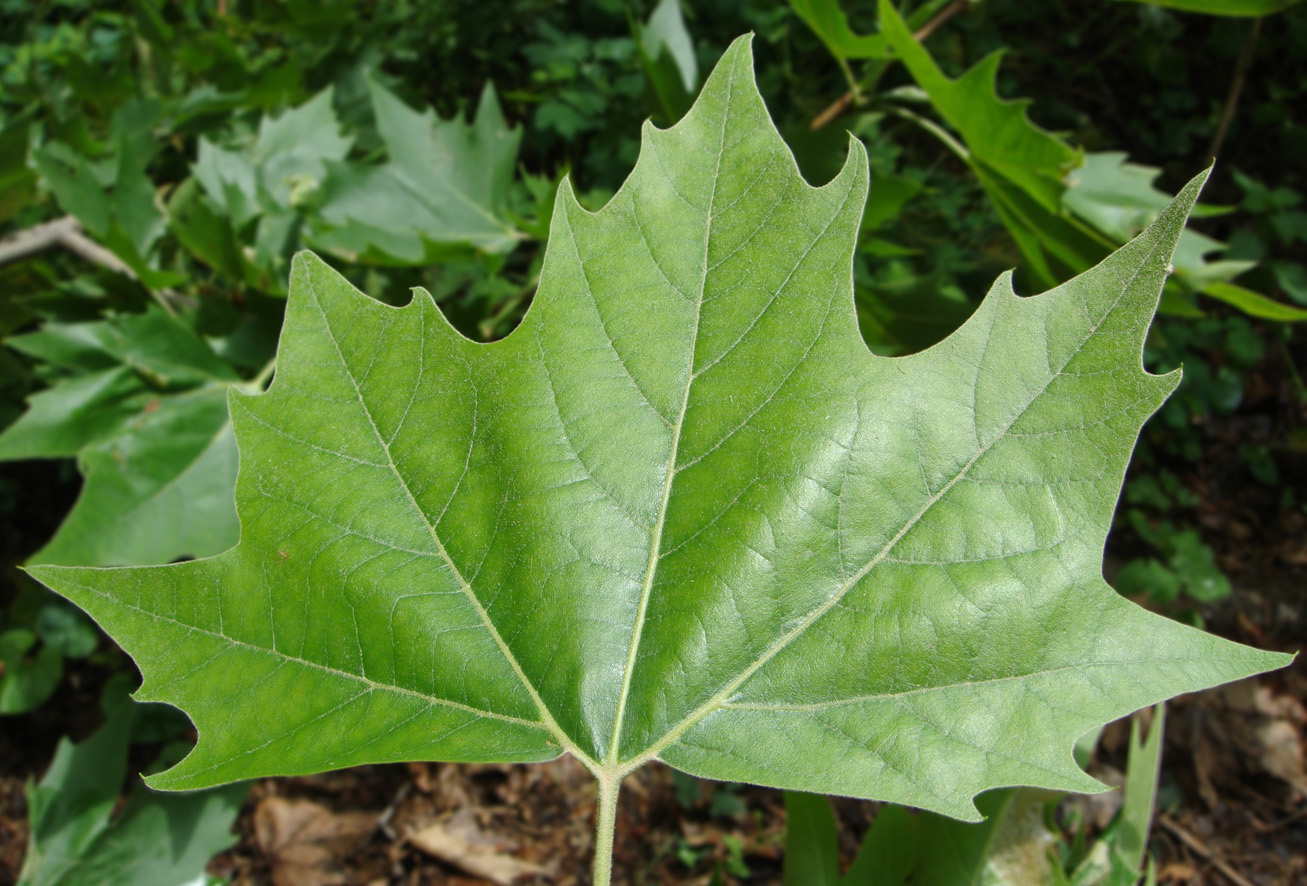 Изображение особи Platanus &times; acerifolia.