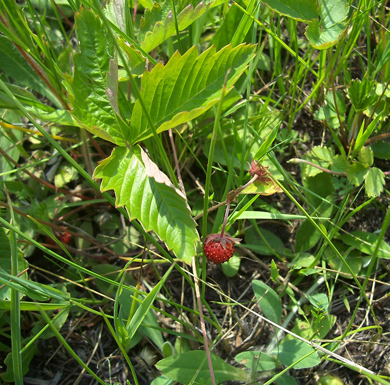 Изображение особи Fragaria vesca.