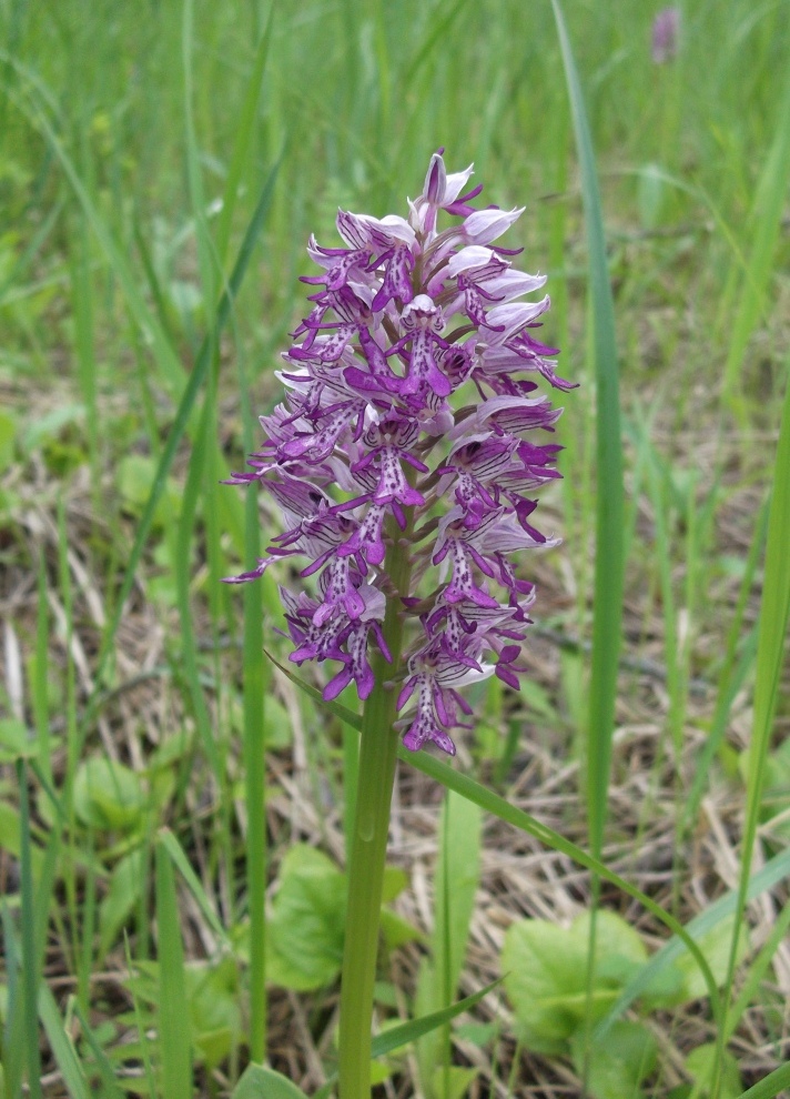 Изображение особи Orchis militaris.