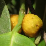 Ficus binnendijkii