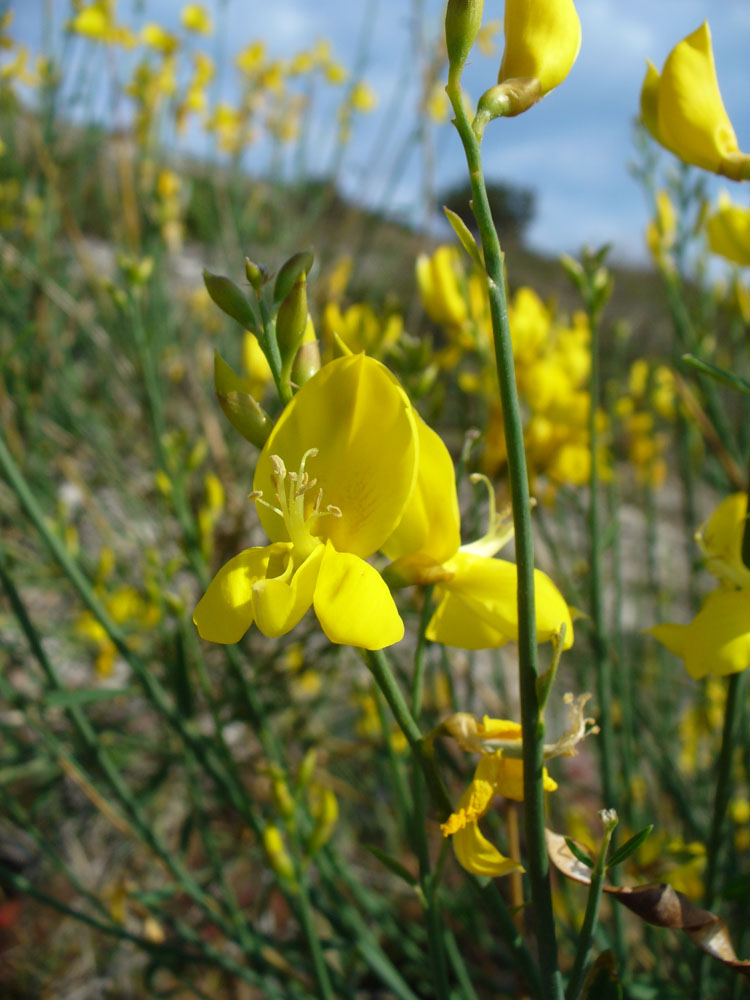 Image of Spartium junceum specimen.