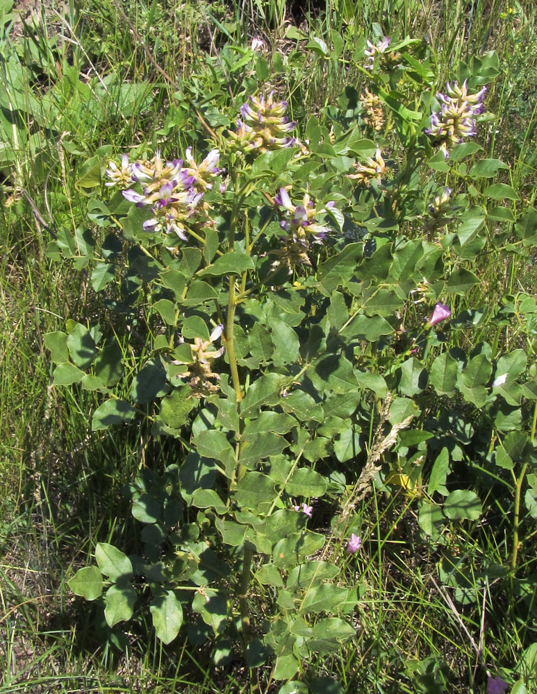 Image of Glycyrrhiza shiheziensis specimen.