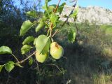 Pyrus communis