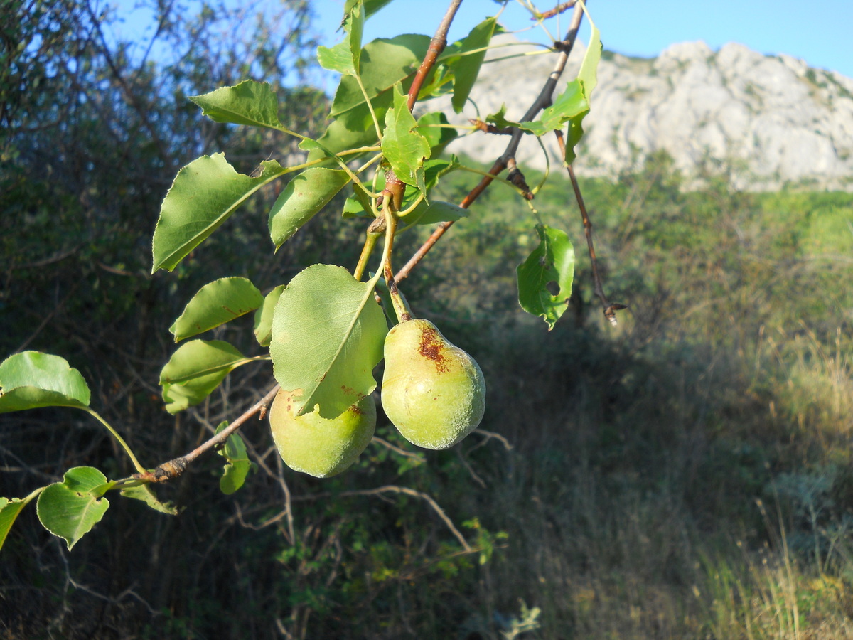 Image of Pyrus communis specimen.