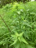genus Hieracium