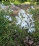 Dianthus stenocalyx