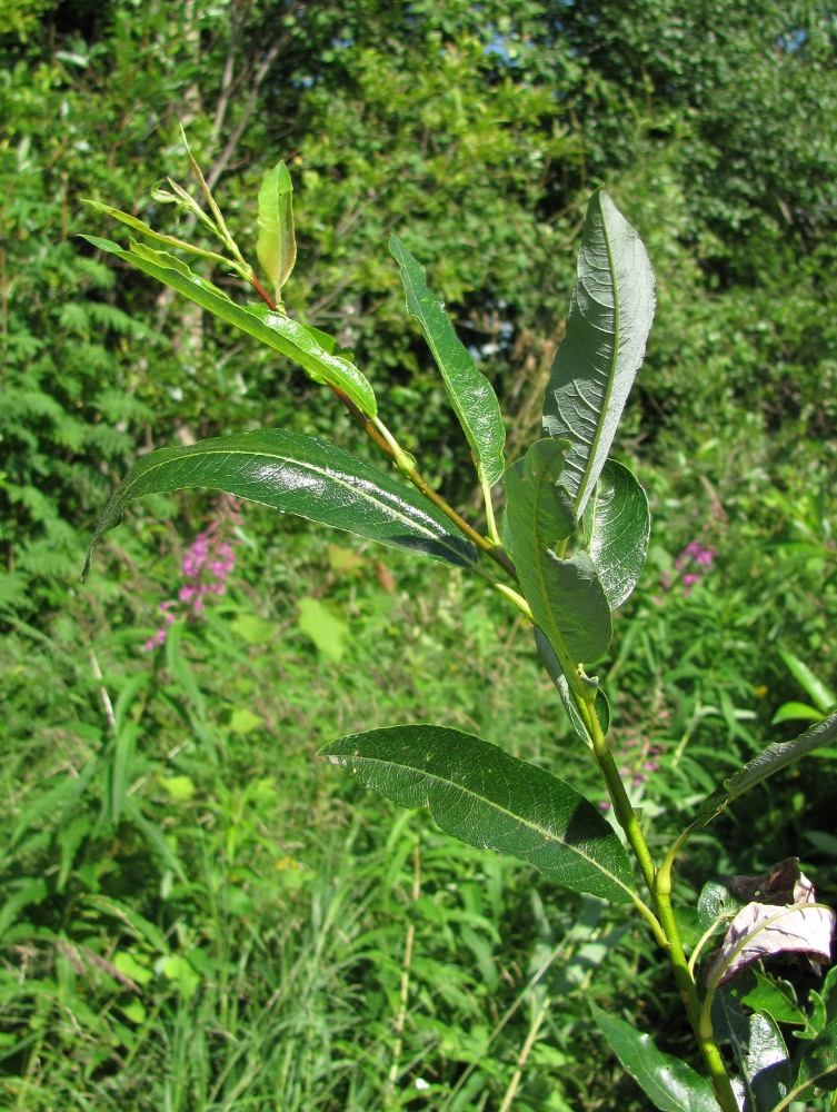 Image of genus Salix specimen.