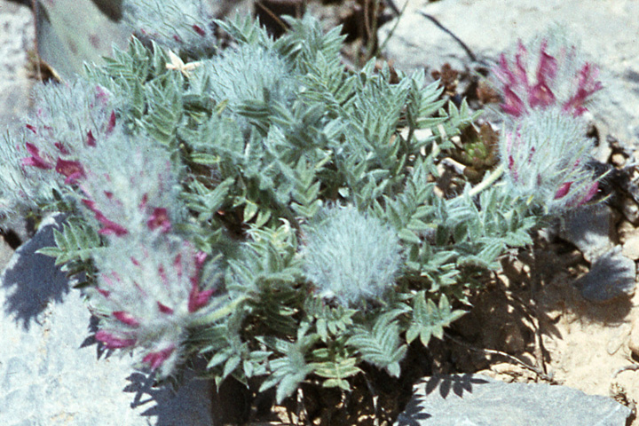Image of Oxytropis trichocalycina specimen.
