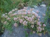 Sedum oppositifolium. Цветущее растение. Кабардино-Балкария, урочище Джилы-Су, 2400 м н.у.м. 29.07.2012.