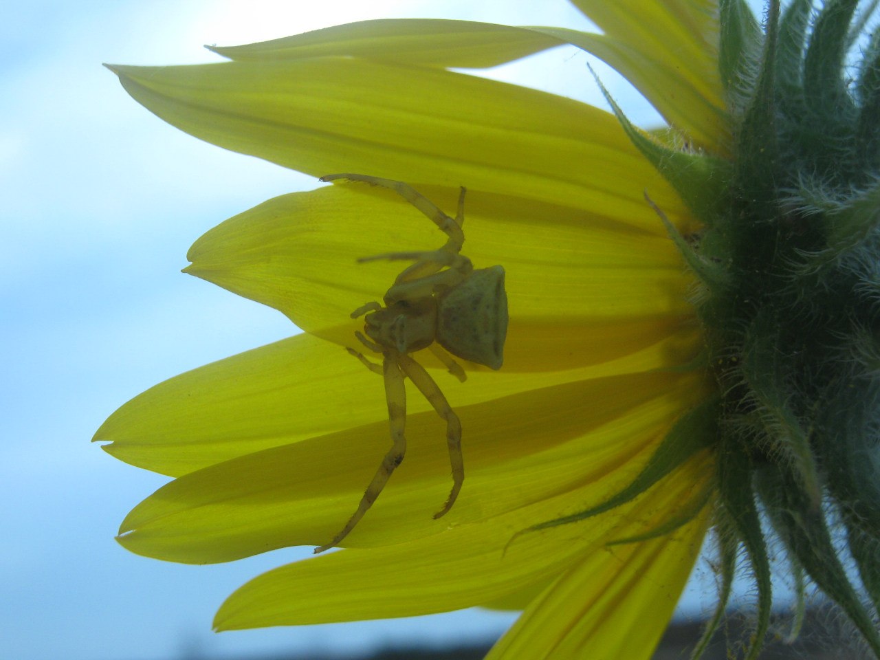 Изображение особи Helianthus lenticularis.