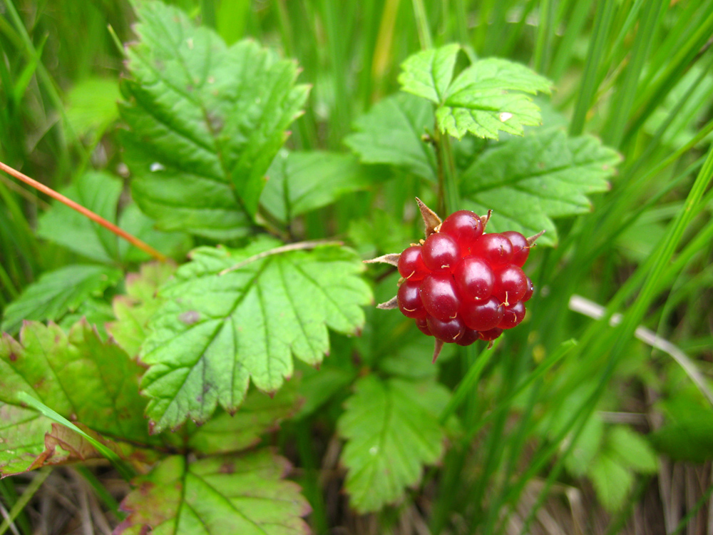 Изображение особи Rubus arcticus.