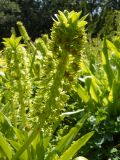 Eucomis autumnalis. Соцветие с завязавшимися плодами. Южный берег Крыма, Никитский ботанический сад. 24 августа 2012 г.