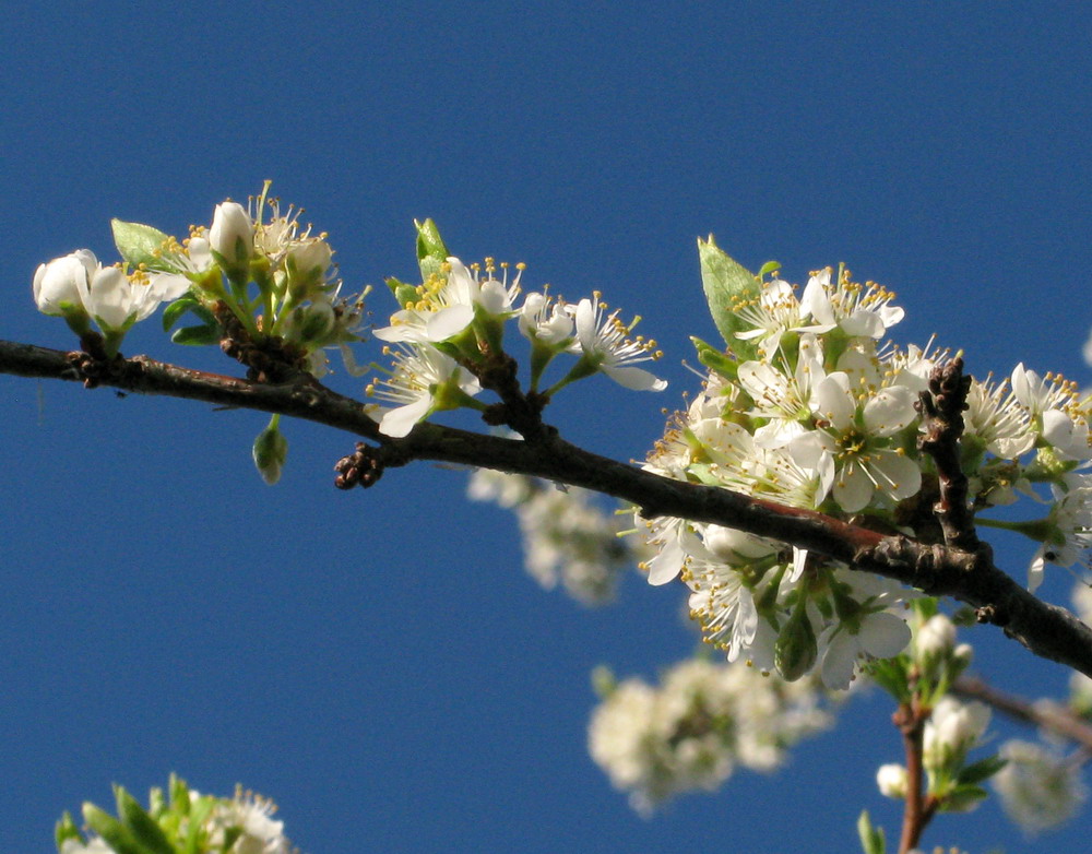 Изображение особи Prunus ussuriensis.
