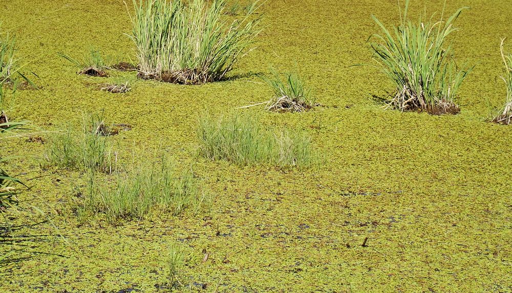 Image of Salvinia natans specimen.