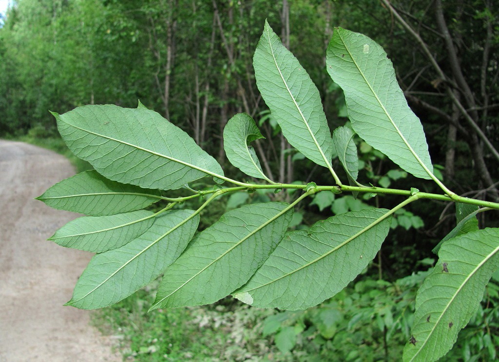 Изображение особи Salix &times; coriacea .