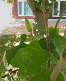 Liriodendron tulipifera