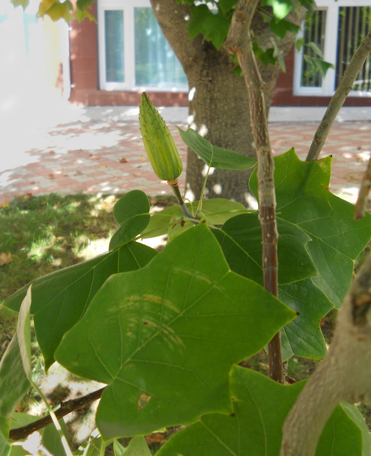 Image of Liriodendron tulipifera specimen.