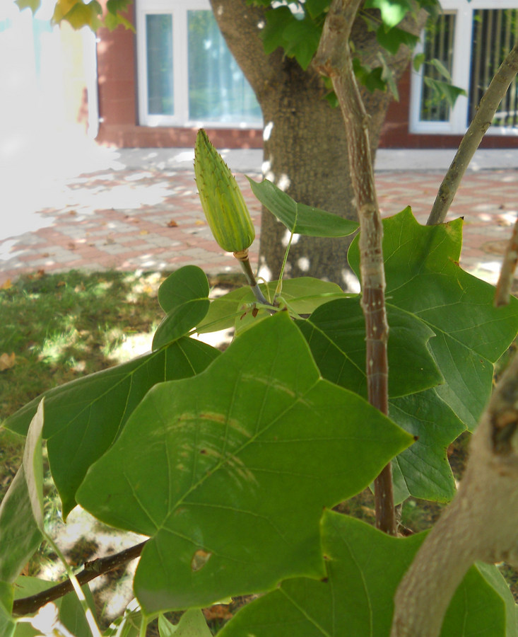 Изображение особи Liriodendron tulipifera.