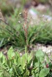 Rumex acetosella