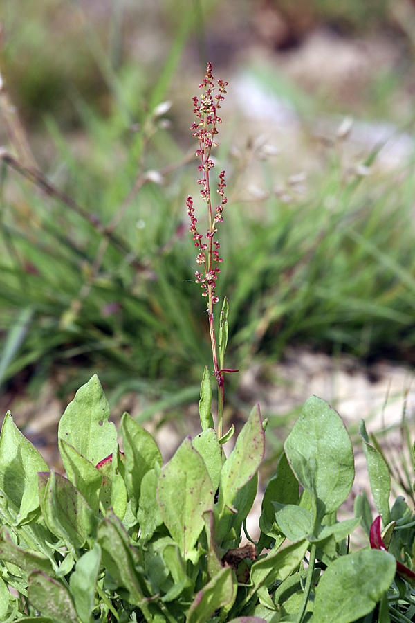 Изображение особи Rumex acetosella.