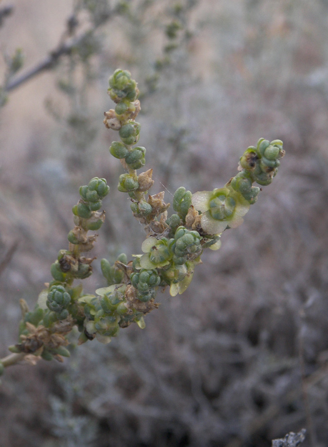 Изображение особи Salsola ericoides.