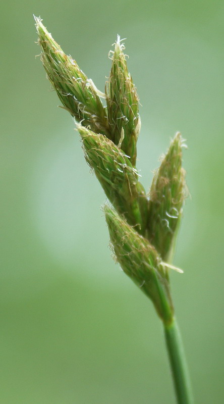 Изображение особи Carex leporina.