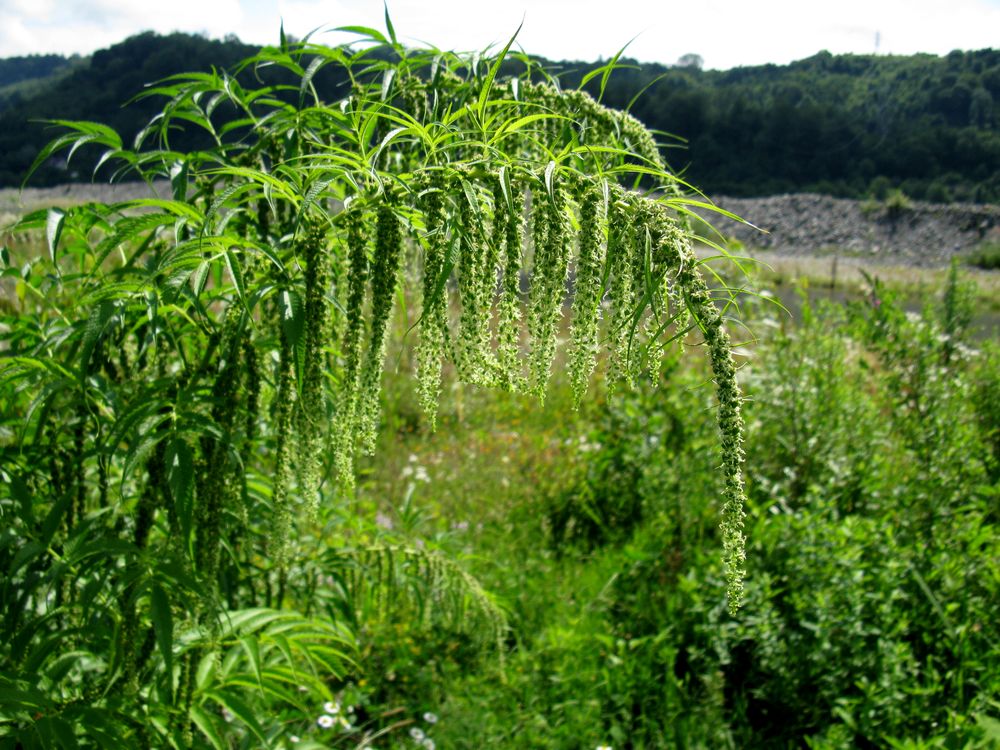 Image of Datisca cannabina specimen.