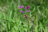 Lathyrus vernus