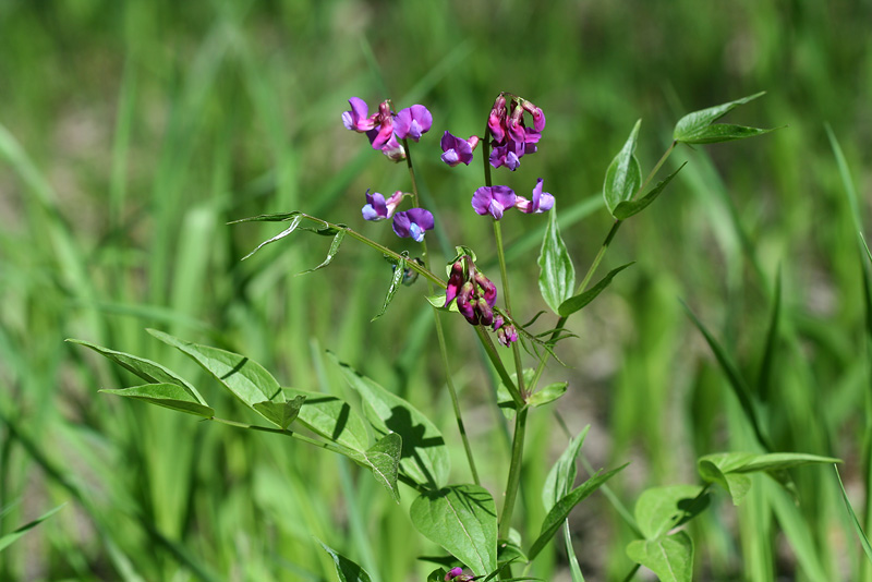 Изображение особи Lathyrus vernus.