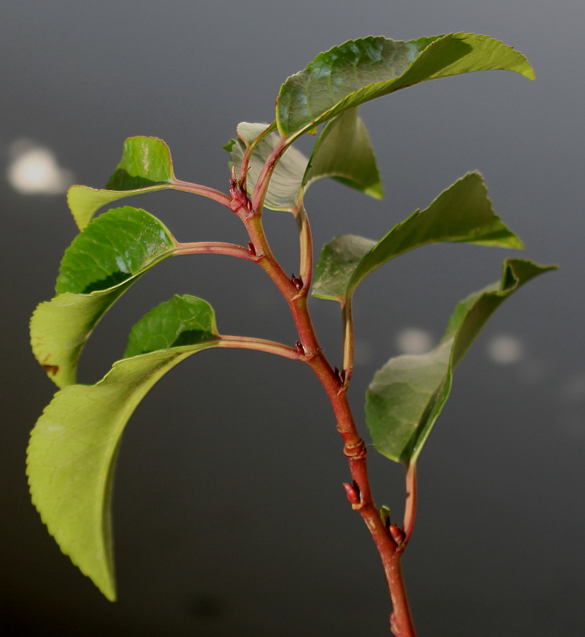 Image of Lauro-cerasus lusitanica specimen.