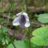 Viola epipsila