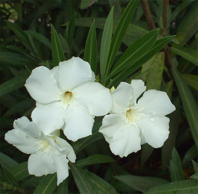 Изображение особи Nerium oleander.